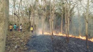 Perkebunan Jati Di Gunung Botol Ludes Dilahap Sijago Merah