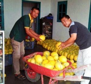 Geliat Budidaya Tanaman Buah Sarwo Farm Panen Melimpah
