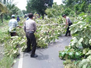 Pohon Tumbang Terjadi Di Jalan Lintas Sumatera