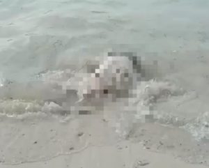 Mayat Anonim Tanpa Kepala Ditemukan di Pantai Pulau Sebuku