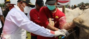Disnakeswan Lucurkan Program “Trio Instan” Sebagai Solusi Peternak Sapi