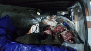 KSKP Bakauheni, Gagalkan Penyelundupan 720 Kg Daging Celeng