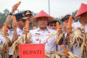 Panen Raya Jagung di Dusun Candirejo Lamsel