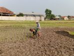 Dukung Ketahanan Pangan, Sertu Heri Indarto Bantu Warga Tanam Padi dan Pupuk Tanaman Jagung