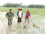Babinsa Koramil 421-06/Natar, Bantu Petani Bersihkan Gulma Rumput Liar