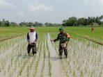 Tingkatkan Swasembada Pangan, Babinsa Dampingi Warga Memupuk Padi