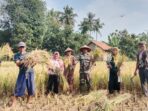 Dukung Hanpangan, Babinsa 421-06/Natar Heri Indarto Bantu Petani Panen Padi