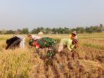 Tak Peduli Panas Menyengat, Babinsa Koramil 421-06/Natar Bantu Warga Binaan Panen Padi