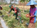 Babinsa Koramil 421-06/Natar Bantu Petani Binaannya Panen Tomat