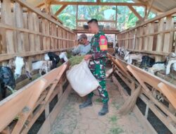 Pantau Perkembangan Ternak Warga Desa Binaan, Serda Sujatmiko Bantu Beri Pakan