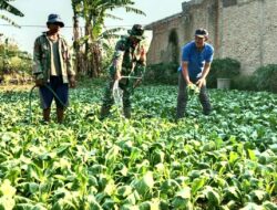 Untuk Hasil Maksimal, Sertu Heri Indarto Berikan Pendampingan dan Bantu Petani Sawi