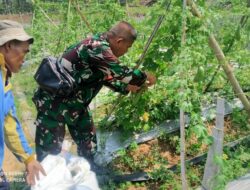 Babinsa Sertu Abdul Gani Bantu Warga Binaan Panen Pare