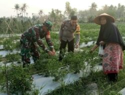 Peran Aktif Babinsa Koramil 421-06/Natar Bantu Petani Panen Cabe