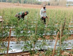 Beri Semangat dan Motivasi, Babinsa Dampingi Petani Tomat Diwilayah Binaan