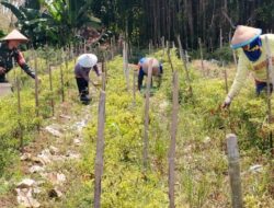 Tingkatkan Ketahanan Pangan, Babinsa Bantu Petani Panen Cabe