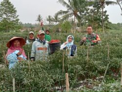 Babinsa Antusias Membantu Warga Binaan Panen Cabe