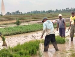 Musim Tanam Telah Tiba, Babinsa Bantu Petani Binaan Menyiapkan Bibit Padi