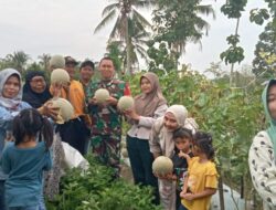 Babinsa Bersama Warga Panen Buah Melon