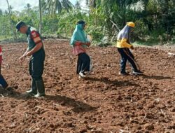 Wujudkan Ketahanan Pangan, Babinsa Bantu Petani Binaan Tanam Jagung