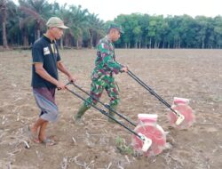 Jaga Ketahanan Pangan, Babinsa Bantu Petani Tanam Jagung Percepat Masa Tanam