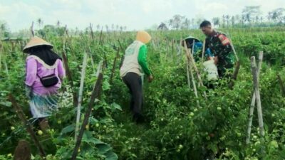 Bantu Petani Panen Tomat, Sarana Babinsa Kuatkan Kemanunggalan TNI
