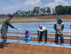 Komsos Bersama Petani, Babinsa Bantu Tanam Terong