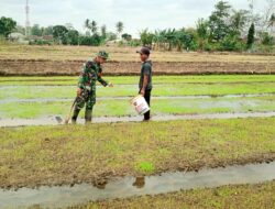 Peduli Terhadap Petani, Babinsa Mengecek Penyemaian Bibit Padi di Sawah