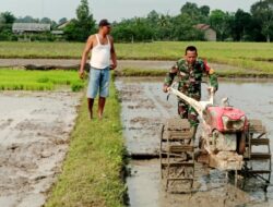 Babinsa Turun ke Sawah Bantu Petani Olah Lahan
