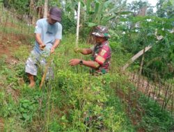 Tingkatan Ketahanan Pangan, Babinsa Bantu Petani Panen Cabe