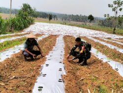 Babinsa Komsos Dengan Petani Rawat Tanaman Cabe