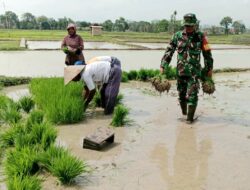 Musim Tanam, Babinsa Turun Ke Sawah Bantu Petani Menyiapkan Bibit Padi