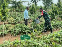 Perkuat Kemanunggalan TNI, Babinsa Bantu Petani Panen Terong