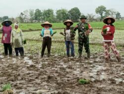 Musim Tanam, Babinsa Turun Ke Sawah Bantu Petani Menanam Padi