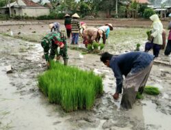 Ayo Ke Sawah, Babinsa Bantu Petani Binaan Menyiapkan Bibit Padi
