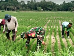 Wujud Kepedulian, Babinsa Bantu Petani Bersihkan Gulma Rumput Liar Pada Tanaman Padi