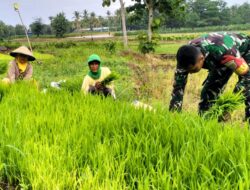 Wujudkan TNI Manunggal, Babinsa Koramil 421-06/Natar Bantu Petani Tanam Padi