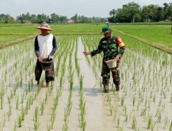 Tingkatkan Swasembada Pangan, Babinsa Dampingi Petani Mupuk Padi