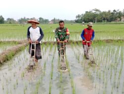 Turun Ke Sawah, Babinsa Bantu Petani Bersihkan Rumput Liar Pada Tanaman Padi