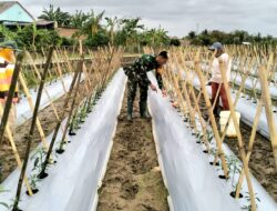 Jalin Kebersamaan, Babinsa Komsos Dengan Petani Rawat Tanaman Cabe
