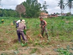Babinsa Dampingi Petani Binaan Panen Singkong