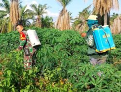 Kebersamaan, Babinsa Komsos Dengan Petani Rawat Tanaman Singkong