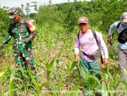 Babinsa Bantu Kendalikan Hama Ulat Grayak Pada Tanaman Jagung