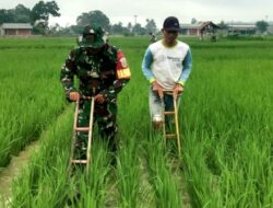 Babinsa Bantu Petani Bersihkan Gulma Rumput Liar Pada Tanaman Padi