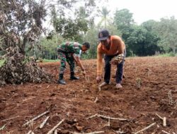 Jaga Ketahanan Pangan, Babinsa Bantu Tanam Singkong Petani Binaan