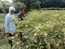 Bantu Petani Panen Terong, Sarana Babinsa Kuatkan Kemanunggalan TNI