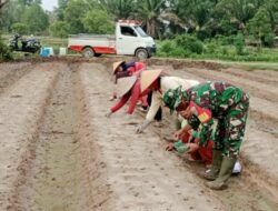 Wujudkan Ketahanan Pangan, Babinsa Bantu Poktan Tanam Bawang Merah