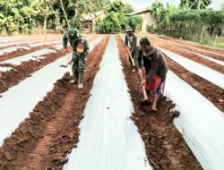 Dukung Hanpangan, Babinsa Komsos dan Bantu Petani Siapkan Lahan Tanaman Cabe