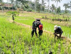 Babinsa Dampingi Petani Bersihkan Rumput Pada Tanaman Padi