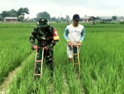 Wujudkan Ketahanan Pangan, Babinsa Komsos Sambil Bantu Petani Bersihkan Gulma Rumput Liar Pada Tanaman Padi
