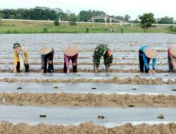 Wujudkan Hanpangan, Babinsa Bersama PPL Bantu Kelompok Tani Tanam Tomat